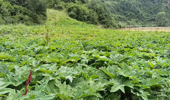 55世纪-购彩大厅welcome(中国游)官方网站